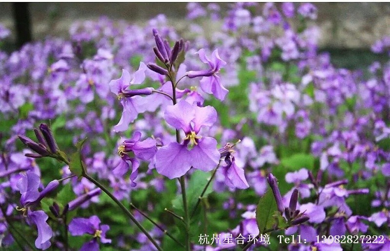 花园设计