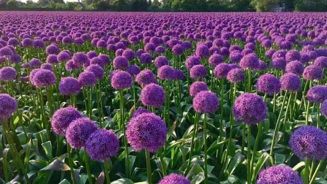 花园设计