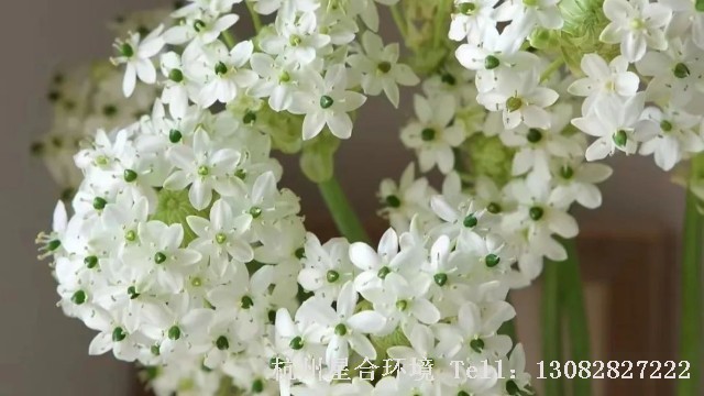 绿化养护