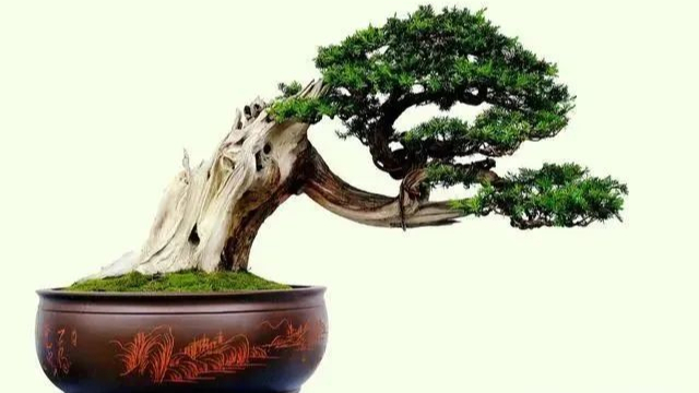 庭院养护