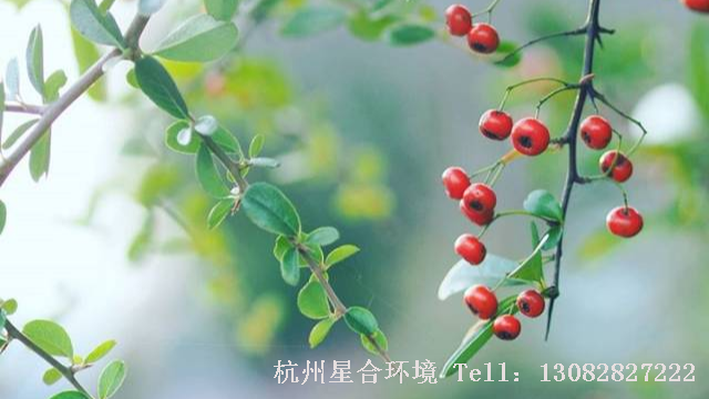 植物租赁