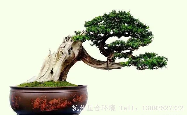 庭院养护施肥以后的10天左右可以使用“赤霉酸”水溶液，进行一次激素刺激性生长。