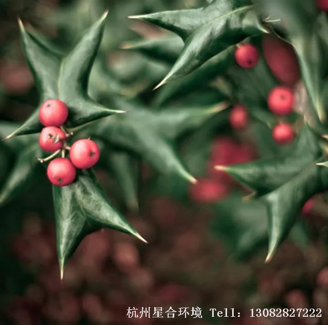 △植物租赁-欧洲冬青 枸骨冬青