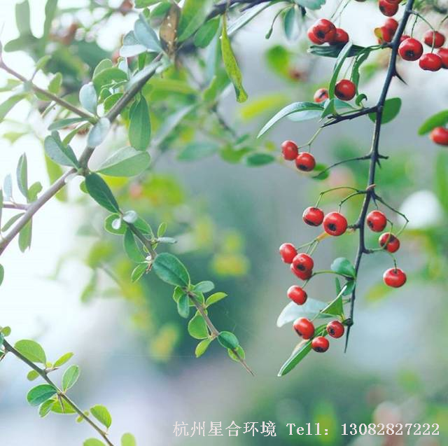 火棘树形优美，夏有繁花，秋有红果 还有良好滤尘效果 （植物租赁的最佳代表啊）