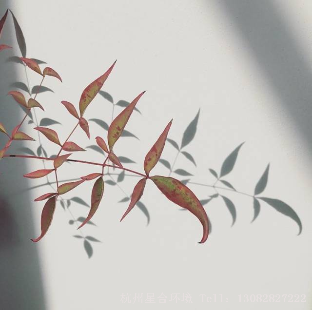 △植物租赁-南天竹的叶子
