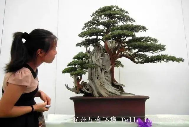 庭院养护每天喷雾2到3次，给主干枝叶保湿，增加空气的湿度。