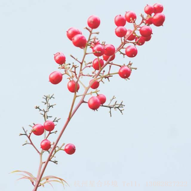 △植物租赁-南天竹