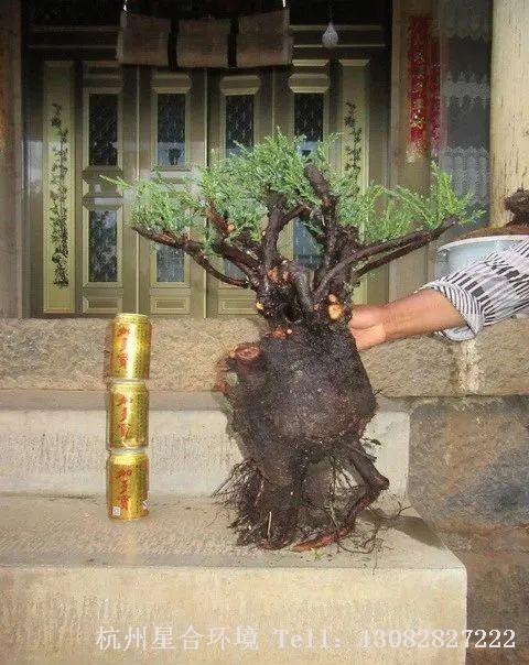 庭院养护有条件的可以直接使用赤玉土栽种。