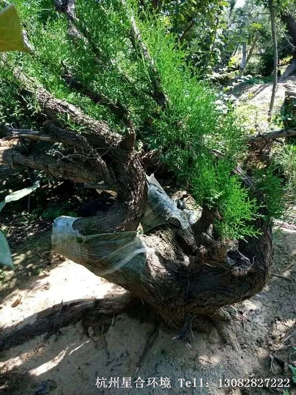 庭院养护为了不让土球干透，可以使用无纺布，将土球包裹住，然后用胶带将无纺布捆扎，固定土球。严防在搬运的过程中，土球打散。