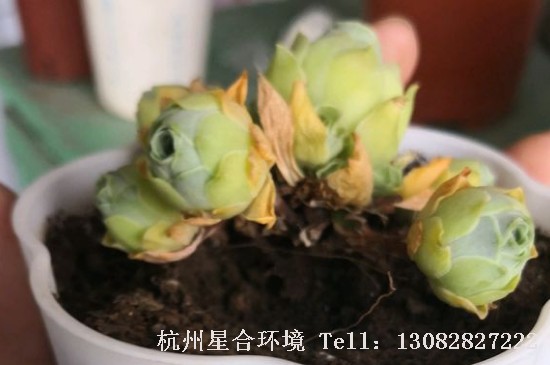 绿化养护多肉