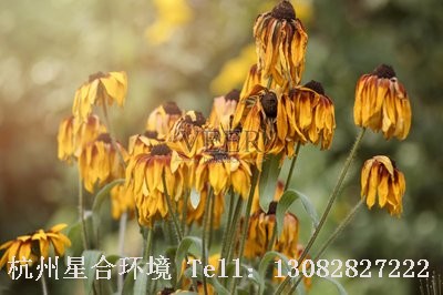 绿化养护花卉枯萎