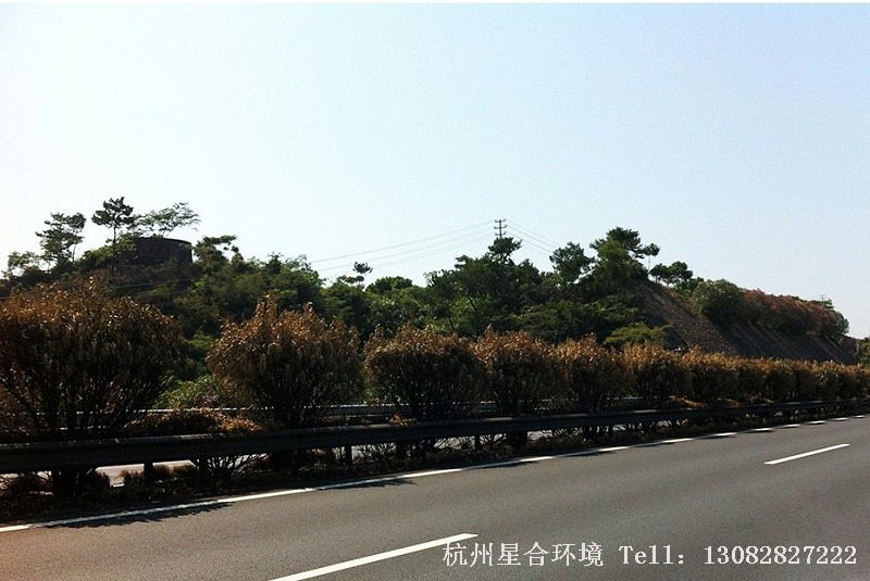绿化养护绿化带