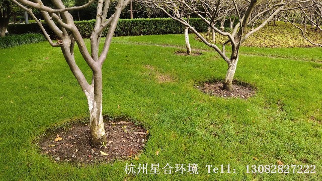 绿化工程中乔木移栽的深度有什么讲究?