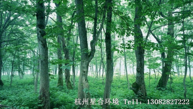 绿化养护