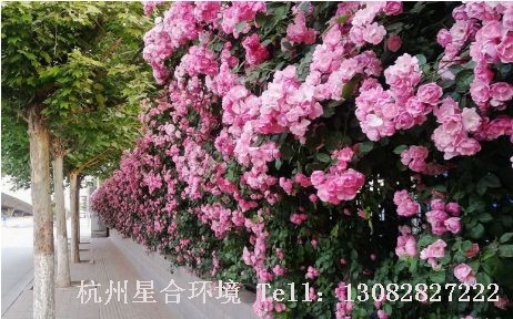 热爱植物庭院养护的你是否幻想过，有一道开满繁花的拱门，有一面美丽的花墙，有一个铺满花儿的凉亭……