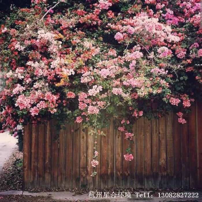 庭院养护-藤本类花卉