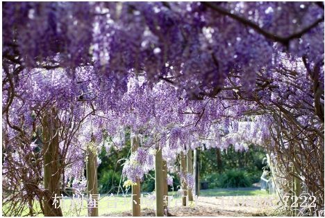 庭院养护-紫藤
