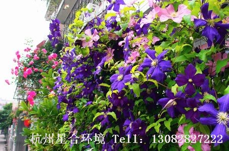 庭院养护-铁线莲