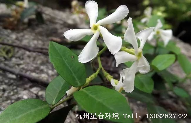 庭院养护-络石