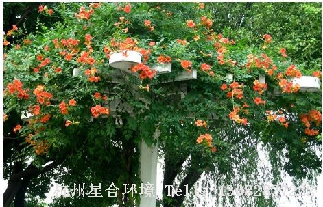 庭院养护-凌霄