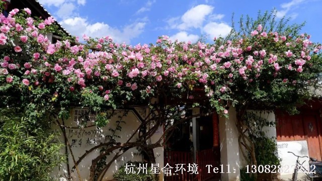 庭院养护