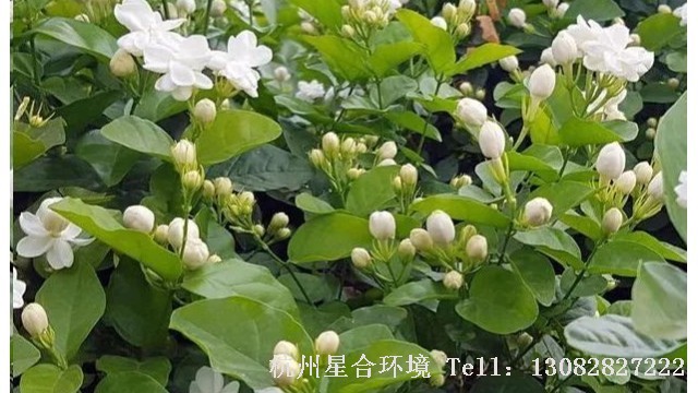 绿化养护