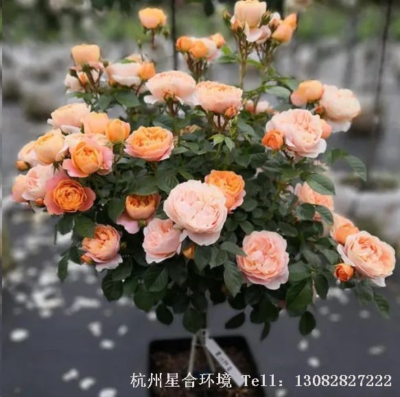 绿化养护