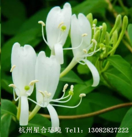 绿化养护