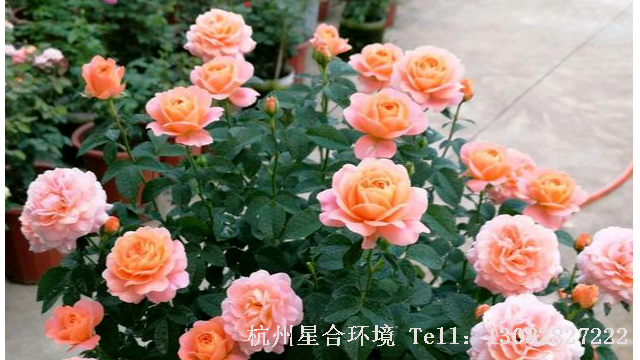 绿化养护