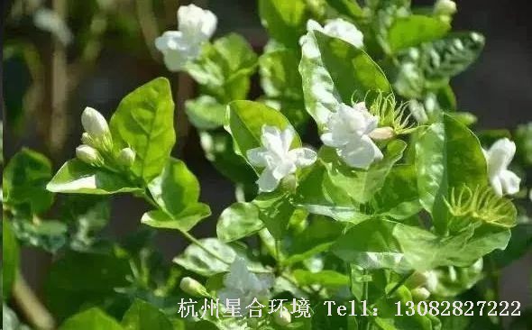 绿化养护