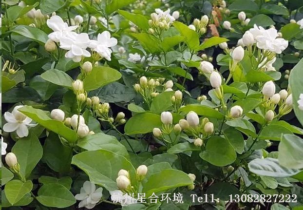 绿化养护