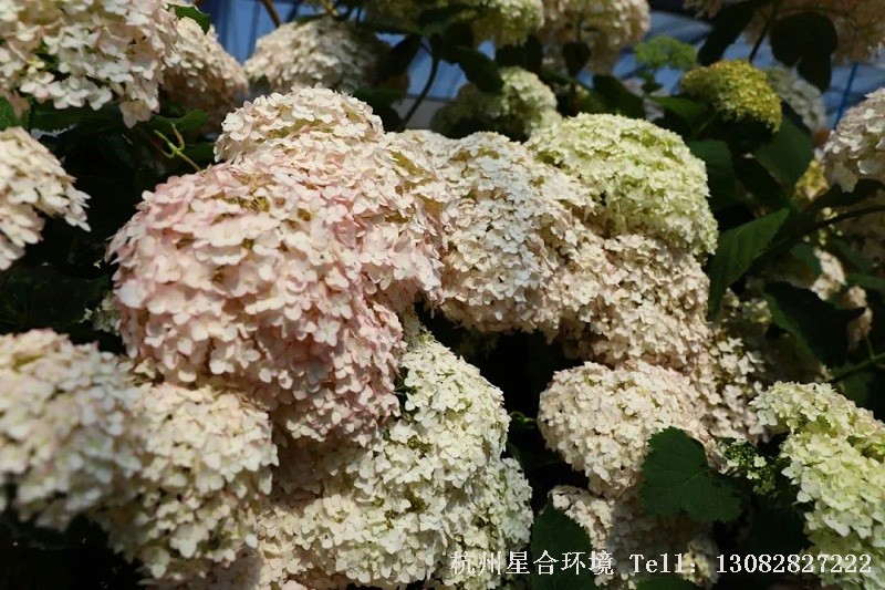 庭院养护-乔木绣球