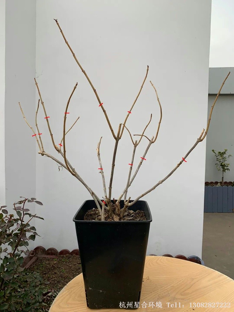 庭院养护修剪的时候，尽量以一个圆弧形修剪掉上面的部分，最终修剪掉总体的1/5或1/4即可。