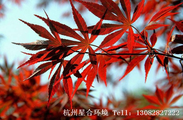 绿化养护