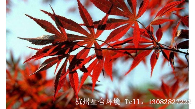 绿化养护