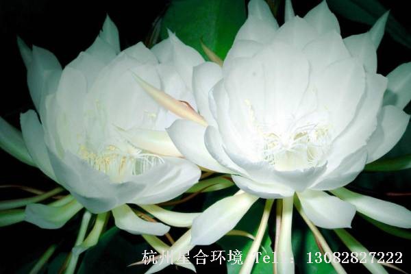 绿化养护小叶昙花