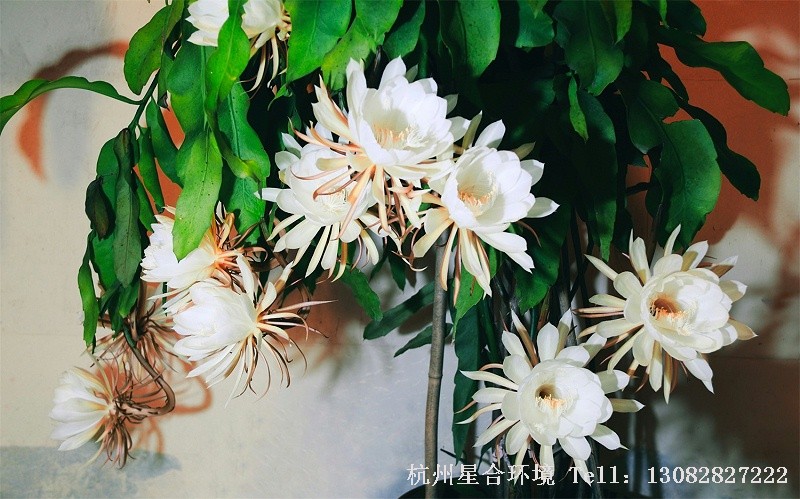 绿化养护昙花盆栽