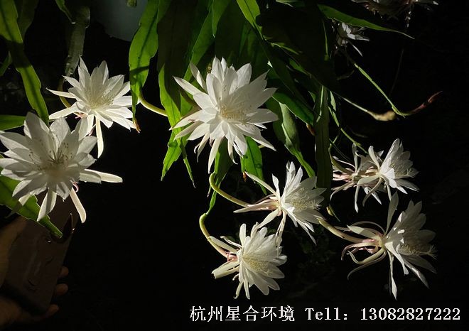 绿化养护昙花