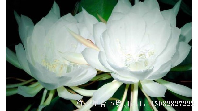 绿化养护