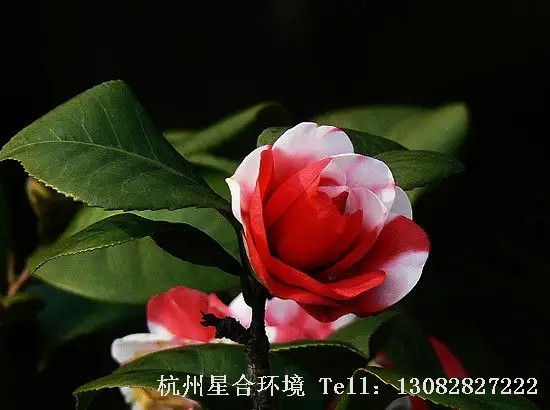 茶花养护双色山茶花
