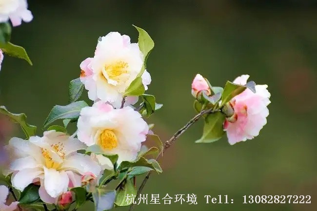 茶花养护山茶花