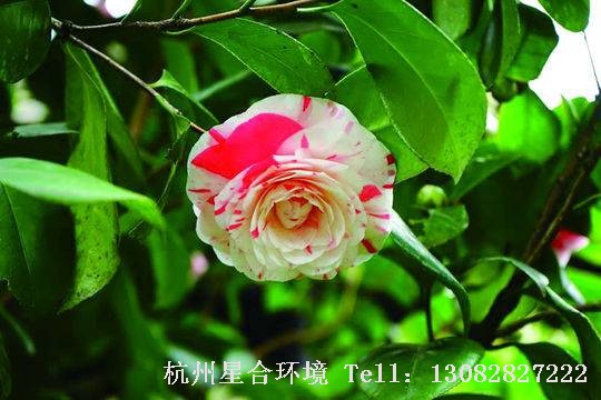 茶花养护茶花