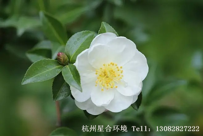 茶花养护细节
