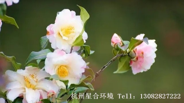 茶花养护