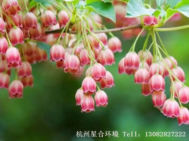 花卉养护吊钟花