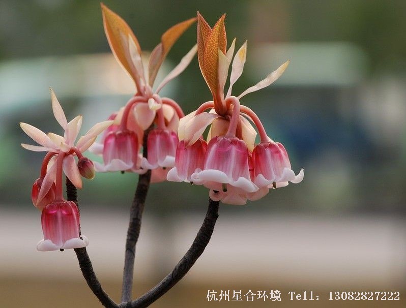 花卉养护局部