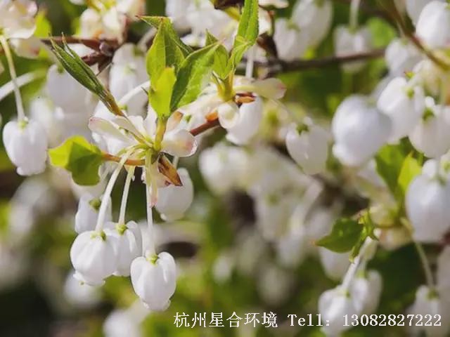 花卉养护特写