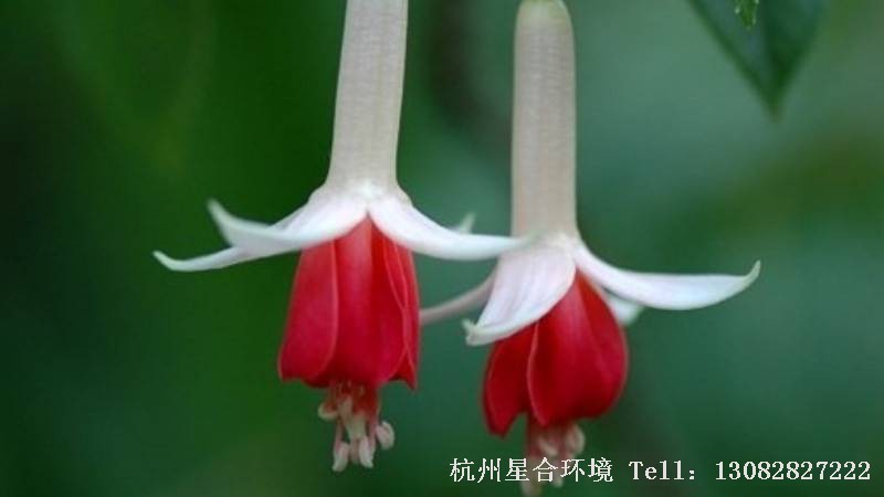 花卉养护单支花卉