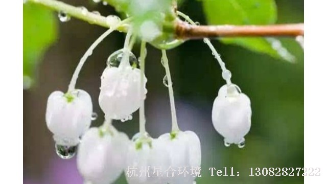花卉养护