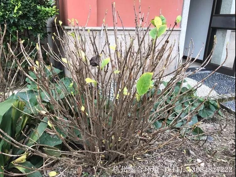 冬季绿化养护绣球花修剪1